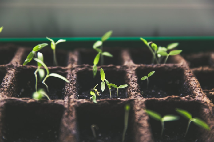 Vibrant green seedlings sprouting in a segmented propagation tray, illustrating the early stages of growth and potential for successful business development.