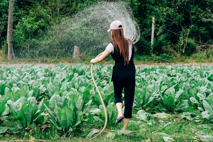 Woman from behind watering a lush field of green crops under a spray of water, a visual metaphor for nurturing leads with drip marketing automation campaigns.