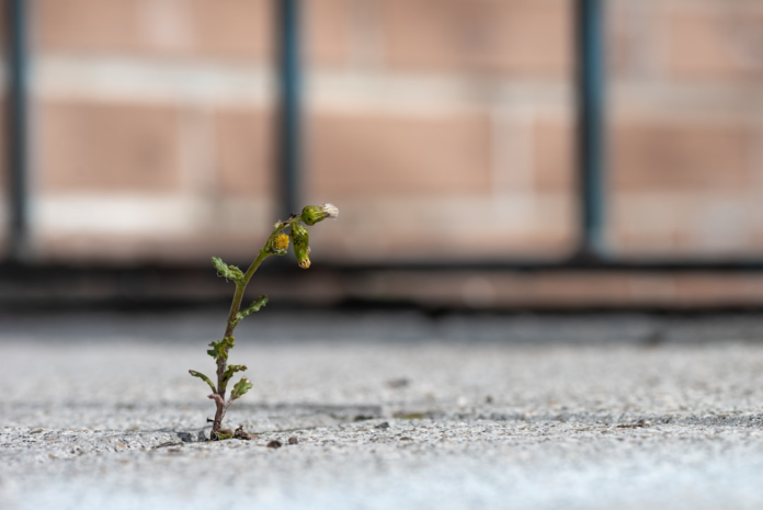 A small green plant with yellow buds bravely pushes through a crack in grey concrete, symbolizing resilient growth and breakthrough potential for businesses using lead automation systems.